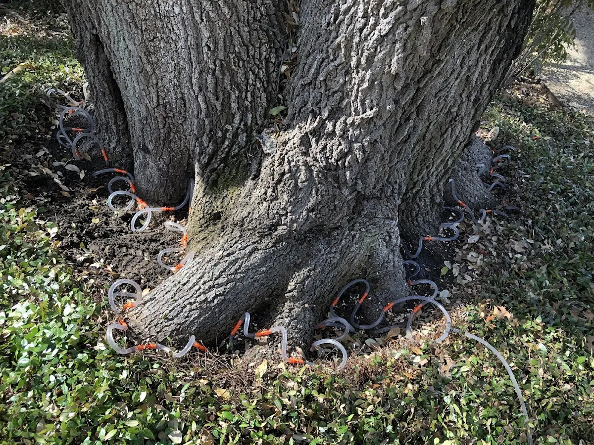 Detailed Tree Cabling and Bracing job site in La Conner