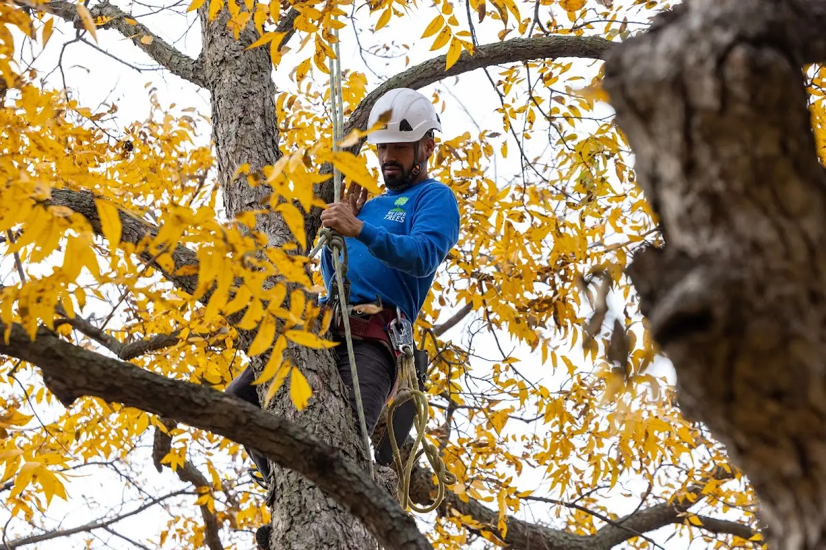 Skilled Tree Planing crew working in La Conner